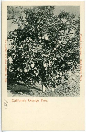 California Orange Tree