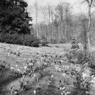 Blühende Frühlingwiese im Park von Schloss Eckberg