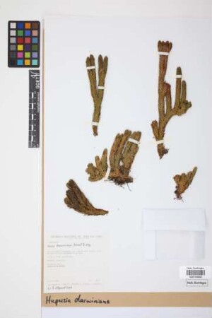 Phlegmariurus darwinianus (Herter ex Nessel) B. &Oslash;llg.
