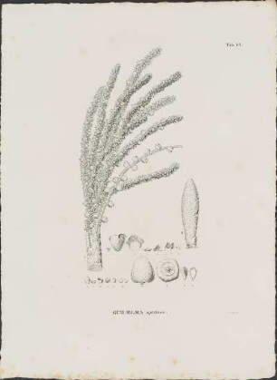 Tab. 67. Guilielma speciosa.