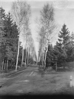 Birkenallee : Birkenallee am Fichtenwaldrand