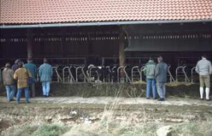 Fotografie: Fütterungstechnik, Fressgitter, Milchviehhaltung, Fangfressgitter