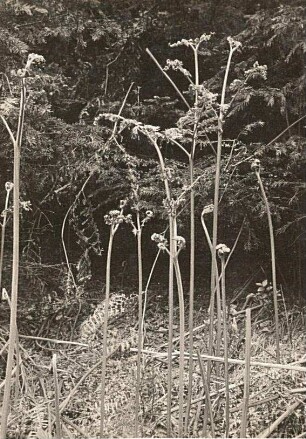 Adlerfarn (Pteridium aquilinum) in Blattentwicklung