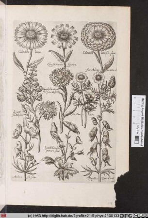 [Ringelblumen, Adonisröschen, Rittersporn und Eisenhut]