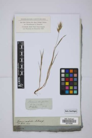 Bromus confertus