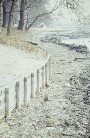 Berlin, Schlossgarten Charlottenburg, Umgebung Karpfenteich, Sanierungsarbeiten am Karpfenteich im Frühjahr 1980, östliche Spundwand von Norden.