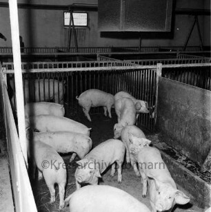 Kreisbauernverband Stormarn: Zarpen: Einladung des Juniorenkreises der Industrie- und Handelskammer Lübeck auf landwirtschaftlichen Musterbetrieb "Zarpener Hof" von Hans-Joachim Scheibler: Blick in den Schweinestall