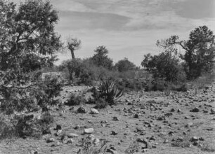 Spärliche Vegetation : Spärliche Baum- und Buschvegetation