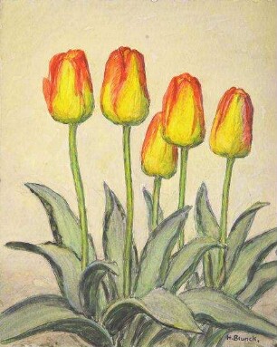 "Tulpen (Margr. Rose)"