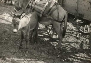 Esel (Equus asinus), Last tragend mit Jungtier