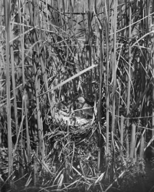 Wasserralle : Wasserralle (Rallus aquatioris Linnaeus) auf dem Nest.