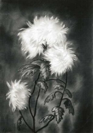 Chrysanthemen : Gelbke, Georg: Chrysanthemen. Aquarell; 54,8 x 38,3 cm. Privatbesitz