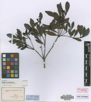 Syzygium spathulatum Thwaites