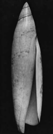 Terebellum terebellum L., Indischer Ozean