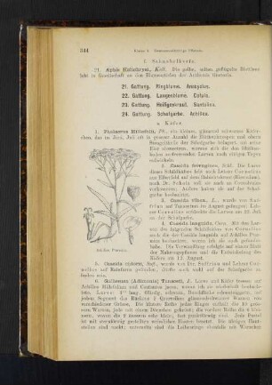24. Gattung. Schafgarbe. Achillea.