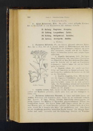 24. Gattung. Schafgarbe. Achillea.