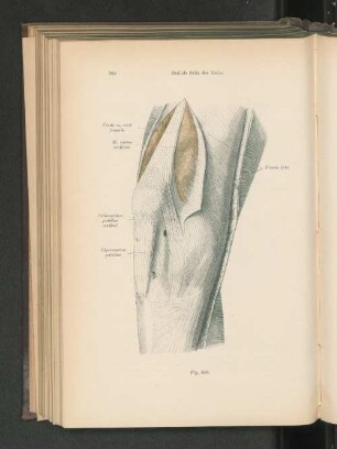 Fig. 608. Mediale Seite des Knies.