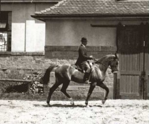 Bereiter Krüger