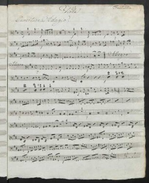Viola