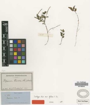 Peperomia tenella (Sw.) A.Dietr. var. C.DC. glabra[isotype]