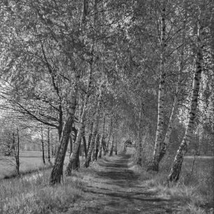 Landweg von Lübbenau nach Leipe. : Wjesny puć z Lubnjowa do Lipjego.