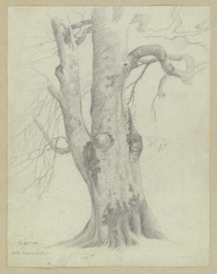 Baum
