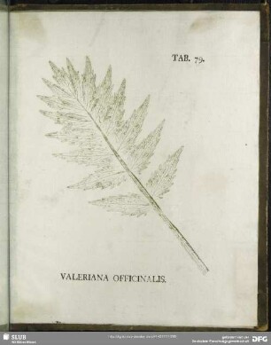 Tab. 79. Valeriana Officinalis. (Echter Baldrian)