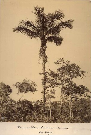 Tucuman-Palme (Astrocaryum tucuman Mart.)