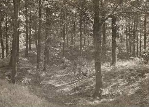 Ziegra (Döbeln-Ziegra). Burgwall. Nördlicher Randwall und Stirnwall von innen