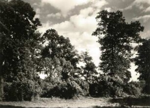 Pillnitz. Pillnitzer Elbinsel (Naturschutzgebiet). Nordost Baumgruppe
