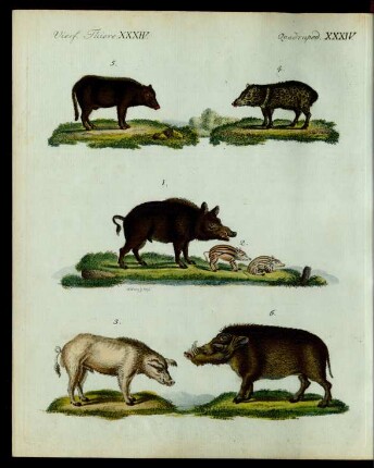 Schweine verschiedener Art.