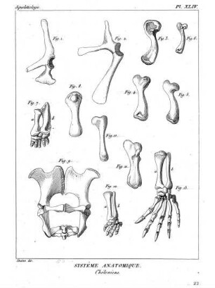 Pl. XLIV. Systême Anatomique. Chéloniens.
