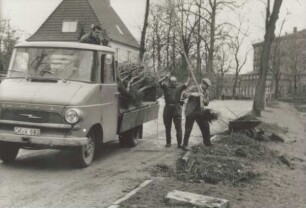Allee, Bepflanzungsarbeiten. Detmold