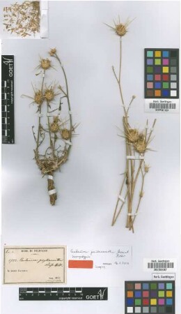 Centaurea psilacantha Boiss. & Heldr. [Isosyntype]