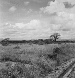 Savannenlandschaft : Blick über die Savannenlandschaft bei Taveta