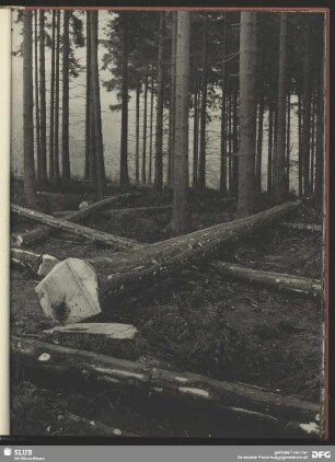Einschlag im Fichtenwald