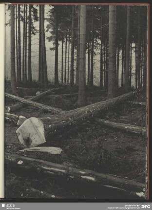 Einschlag im Fichtenwald