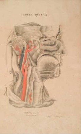 Sectio capitis perpendicularis secunda. Pars suprema et cervicalis nervi pneumogastrici ac glossopharyngei, ganglion oticum et nasale, nervi laterales narium ac palatini hac delinieatione sinistri lateris illustrantur