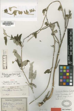 Mitostigma niveum (Griseb.) Griseb. [holotype]