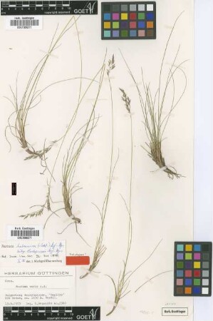 Festuca balcanica (Acht.) Markgr.-Dann. subsp. Markgr.-Dann. rhodopensis[holotype]