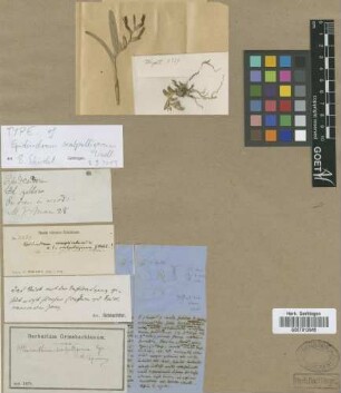 Pleuranthium scalpelligerum (Rchb.f.) Cogn.
