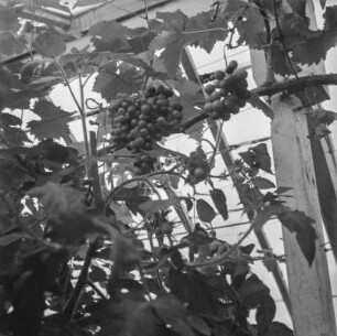 Weinreben : Weintrauben in einem Gewächshaus der staatlichen Gärtnerei in der Nähe der heißen Quellen