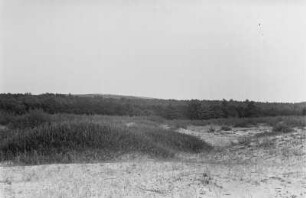 Düne : Vegetation auf einer Düne bei Nida.