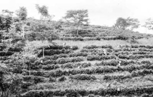 In der Moitika Pflanzung : Blick über eine Plantage