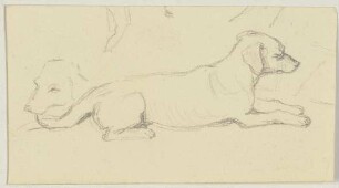Zwei Hunde
