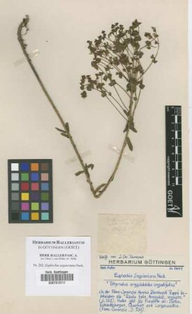 Euphorbia seguieriana Neck.