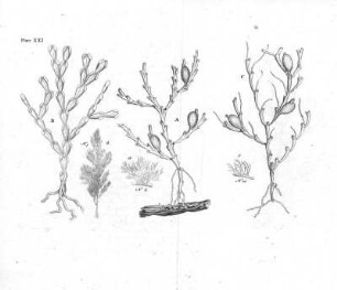 Plate XXI