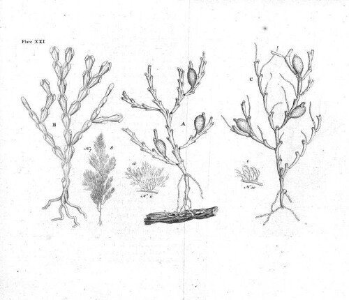 Plate XXI