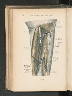 Fig. 603. Gefäße an der dorsalen Seite des Oberschenkels.