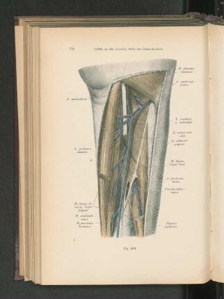 Fig. 603. Gefäße an der dorsalen Seite des Oberschenkels.